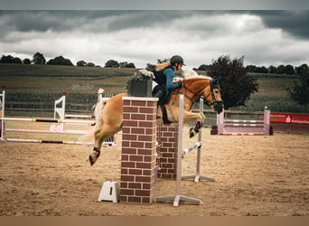 Haflinger / Avelignese, Castrone, 11 Anni, 148 cm, Sauro