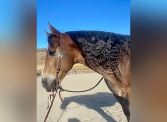 Haflinger / Avelignese, Castrone, 11 Anni, 150 cm, Sauro scuro