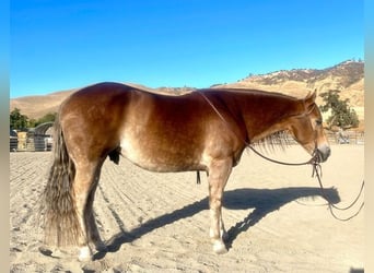 Haflinger / Avelignese, Castrone, 11 Anni, 150 cm, Sauro scuro
