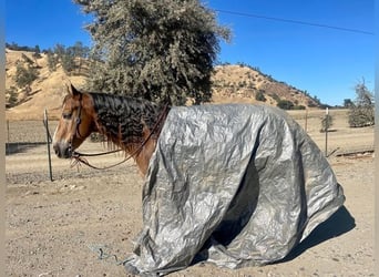 Haflinger / Avelignese, Castrone, 11 Anni, 150 cm, Sauro scuro
