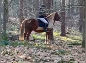 Haflinger / Avelignese Mix, Castrone, 11 Anni, 153 cm, Sauro