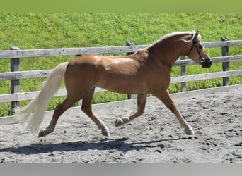 Haflinger / Avelignese, Castrone, 11 Anni, 155 cm, Sauro