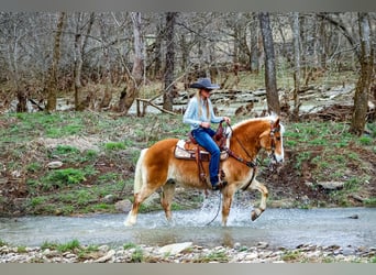 Haflinger / Avelignese, Castrone, 12 Anni, 142 cm, Sauro ciliegia