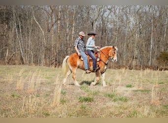 Haflinger / Avelignese, Castrone, 12 Anni, 142 cm, Sauro ciliegia