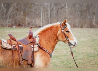 Haflinger / Avelignese, Castrone, 12 Anni, 142 cm, Sauro ciliegia