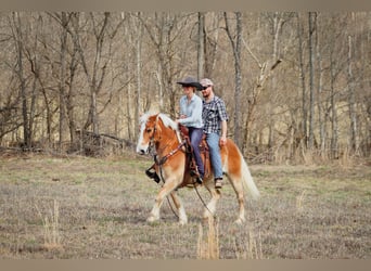 Haflinger / Avelignese, Castrone, 12 Anni, 142 cm, Sauro ciliegia