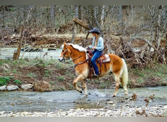 Haflinger / Avelignese, Castrone, 12 Anni, 142 cm, Sauro ciliegia