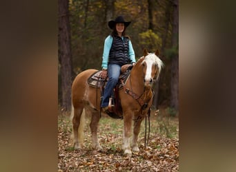 Haflinger / Avelignese, Castrone, 12 Anni, 145 cm, Sauro ciliegia