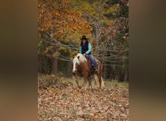 Haflinger / Avelignese, Castrone, 12 Anni, 145 cm, Sauro ciliegia