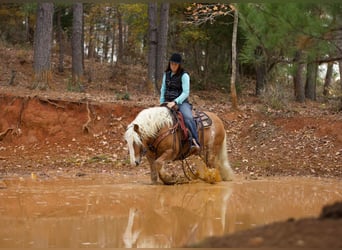 Haflinger / Avelignese, Castrone, 12 Anni, 145 cm, Sauro ciliegia
