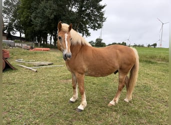 Haflinger / Avelignese, Castrone, 12 Anni, 147 cm