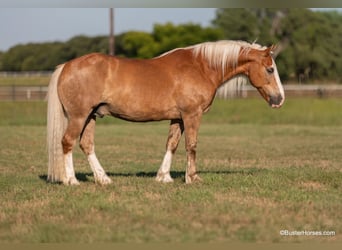 Haflinger / Avelignese, Castrone, 12 Anni, 147 cm, Palomino