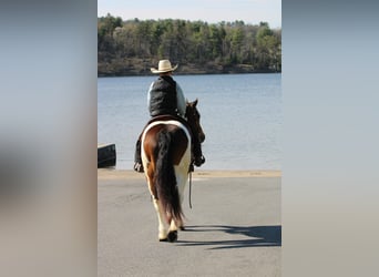 Haflinger / Avelignese, Castrone, 12 Anni, 147 cm, Pezzato