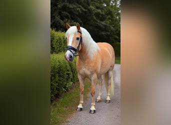 Haflinger / Avelignese, Castrone, 12 Anni, 148 cm, Palomino