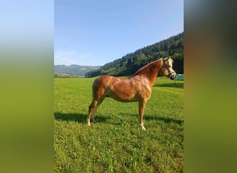 Haflinger / Avelignese, Castrone, 12 Anni, 150 cm, Sauro