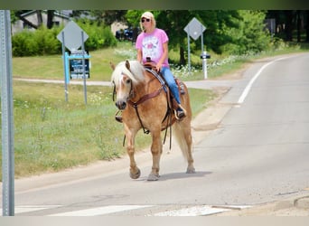 Haflinger / Avelignese, Castrone, 12 Anni, 152 cm, Sauro ciliegia