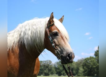 Haflinger / Avelignese, Castrone, 12 Anni, 152 cm, Sauro ciliegia