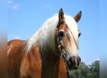 Haflinger / Avelignese, Castrone, 12 Anni, 152 cm, Sauro ciliegia