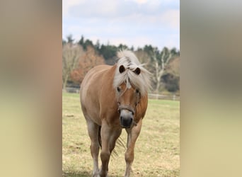 Haflinger / Avelignese, Castrone, 12 Anni, 155 cm, Sauro