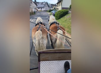 Haflinger / Avelignese, Castrone, 12 Anni, 156 cm, Sauro ciliegia
