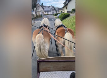 Haflinger / Avelignese, Castrone, 12 Anni, 156 cm, Sauro ciliegia