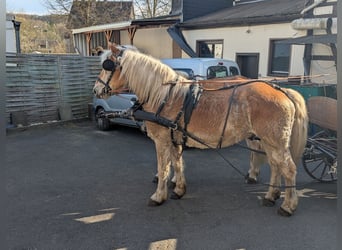 Haflinger / Avelignese, Castrone, 12 Anni, 156 cm, Sauro ciliegia