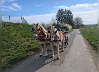 Haflinger / Avelignese, Castrone, 12 Anni, 156 cm, Sauro ciliegia