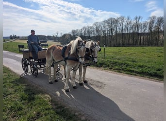 Haflinger / Avelignese, Castrone, 12 Anni, 156 cm, Sauro ciliegia