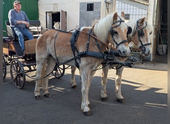 Haflinger / Avelignese, Castrone, 12 Anni, 156 cm, Sauro ciliegia