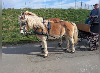 Haflinger / Avelignese, Castrone, 12 Anni, 156 cm, Sauro ciliegia