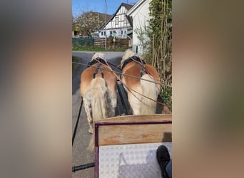 Haflinger / Avelignese, Castrone, 12 Anni, 156 cm, Sauro ciliegia