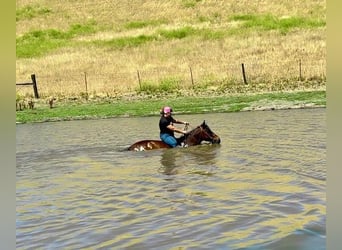 Haflinger / Avelignese, Castrone, 13 Anni, 142 cm, Tobiano-tutti i colori