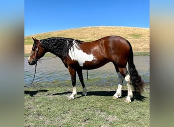 Haflinger / Avelignese, Castrone, 13 Anni, 142 cm, Tobiano-tutti i colori