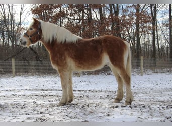 Haflinger / Avelignese, Castrone, 13 Anni, 147 cm, Sauro scuro