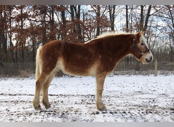 Haflinger / Avelignese, Castrone, 13 Anni, 147 cm, Sauro scuro