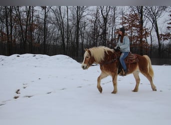 Haflinger / Avelignese, Castrone, 13 Anni, 147 cm, Sauro scuro