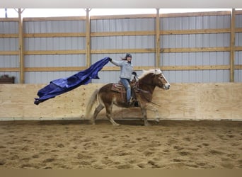 Haflinger / Avelignese, Castrone, 13 Anni, 147 cm, Sauro scuro