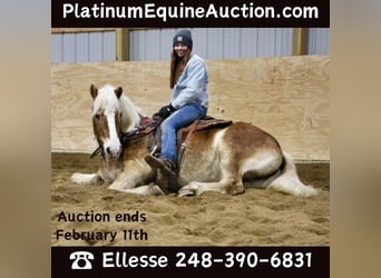 Haflinger / Avelignese, Castrone, 13 Anni, 147 cm, Sauro scuro