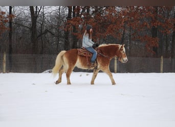 Haflinger / Avelignese, Castrone, 13 Anni, 147 cm, Sauro scuro