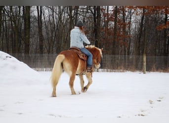Haflinger / Avelignese, Castrone, 13 Anni, 147 cm, Sauro scuro