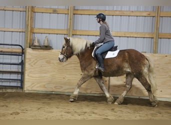 Haflinger / Avelignese, Castrone, 13 Anni, 147 cm, Sauro scuro