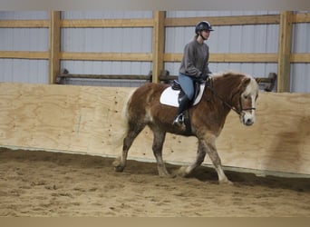 Haflinger / Avelignese, Castrone, 13 Anni, 147 cm, Sauro scuro