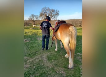 Haflinger / Avelignese, Castrone, 13 Anni, 147 cm, Sauro scuro