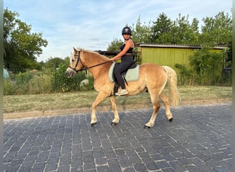 Haflinger / Avelignese, Castrone, 13 Anni, 148 cm