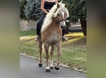 Haflinger / Avelignese, Castrone, 13 Anni, 148 cm