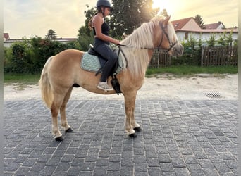 Haflinger / Avelignese, Castrone, 13 Anni, 148 cm