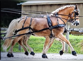 Haflinger / Avelignese, Castrone, 13 Anni, 148 cm, Sauro