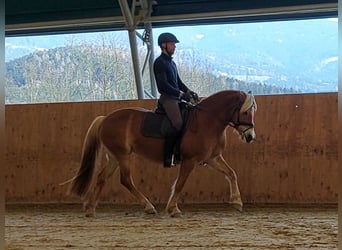 Haflinger / Avelignese, Castrone, 13 Anni, 148 cm, Sauro