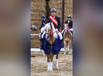 Haflinger / Avelignese, Castrone, 13 Anni, 148 cm, Sauro ciliegia