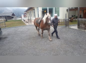 Haflinger / Avelignese, Castrone, 13 Anni, 152 cm, Sauro scuro